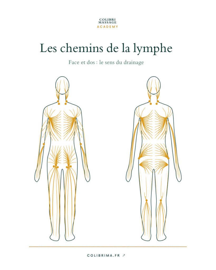 Schéma du système lymphatique pour le drainage manuel